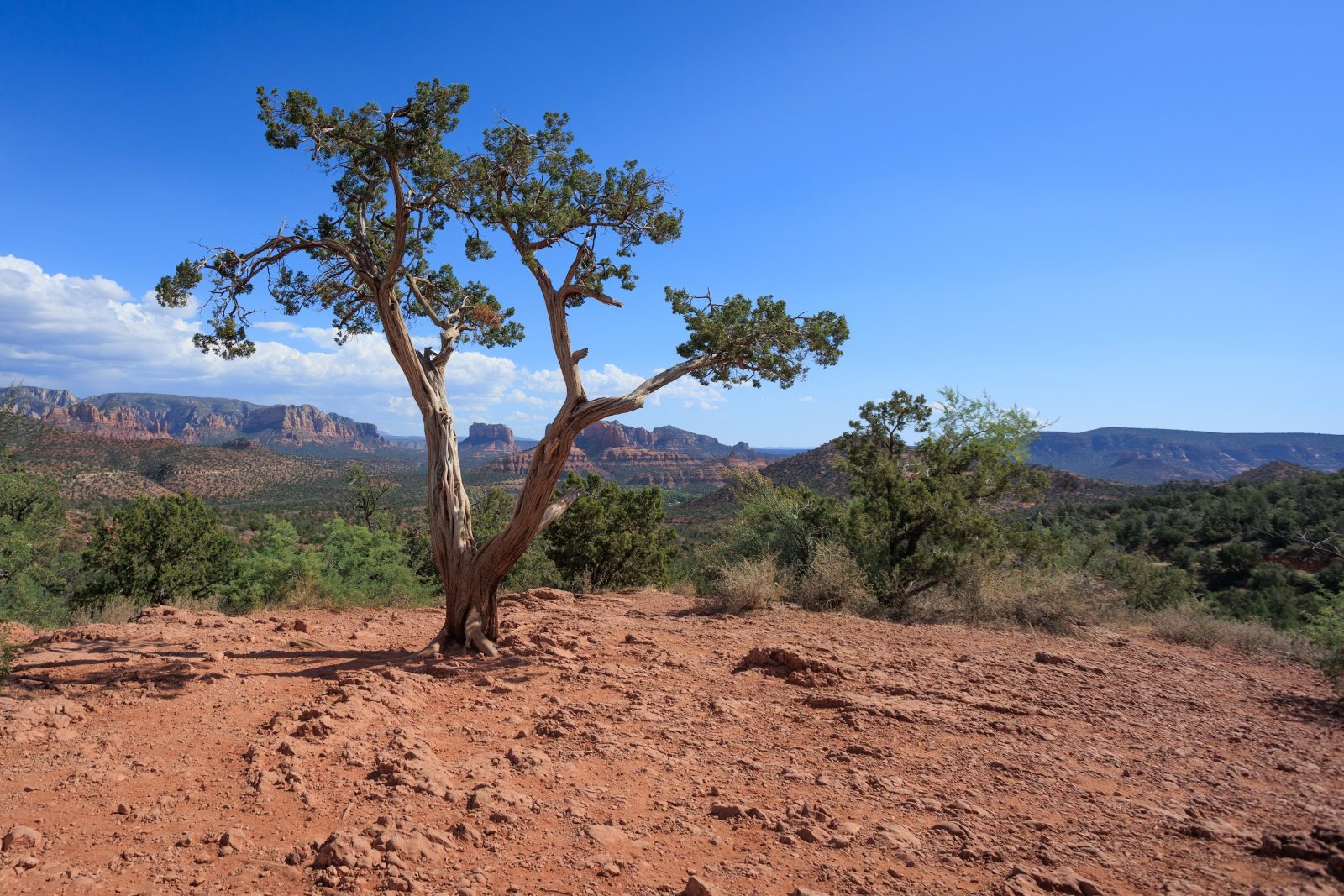 Twisted juniper tree on red dirt with Sedona red rock formations in the distance