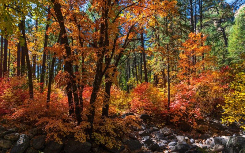 Sedona in fall: yellow and red leaves along Oak Creek beneath the canyon walls
