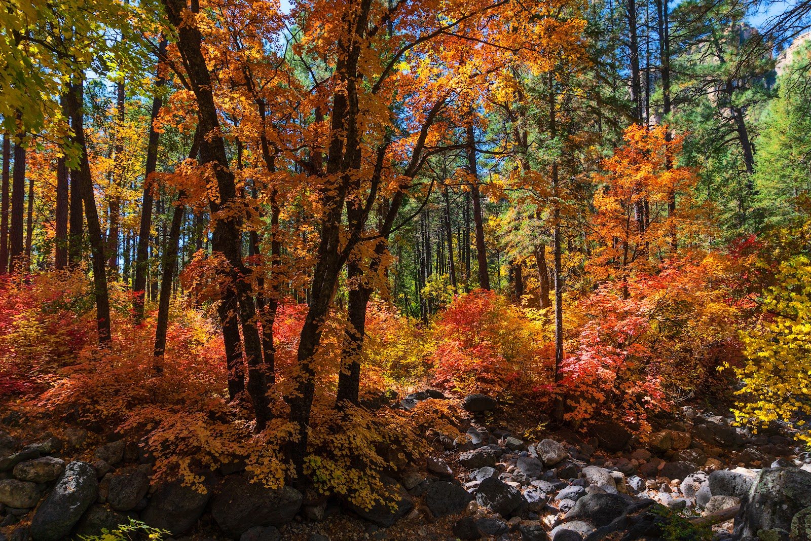 Sedona in fall: yellow and red leaves along Oak Creek beneath the canyon walls